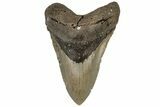 5.01" Fossil Megalodon Tooth - North Carolina - #199712-1